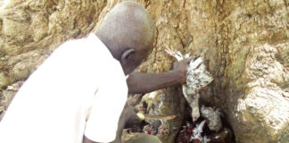 Déforestation du site sacré “Wobdio” dans le Ioba : Une menace pour les génies et le tourisme
