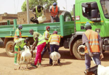 Divagation des animaux à Ouagadougou : La Police municipale « bande les muscles »