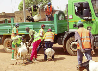 Divagation des animaux à Ouagadougou : La Police municipale « bande les muscles »