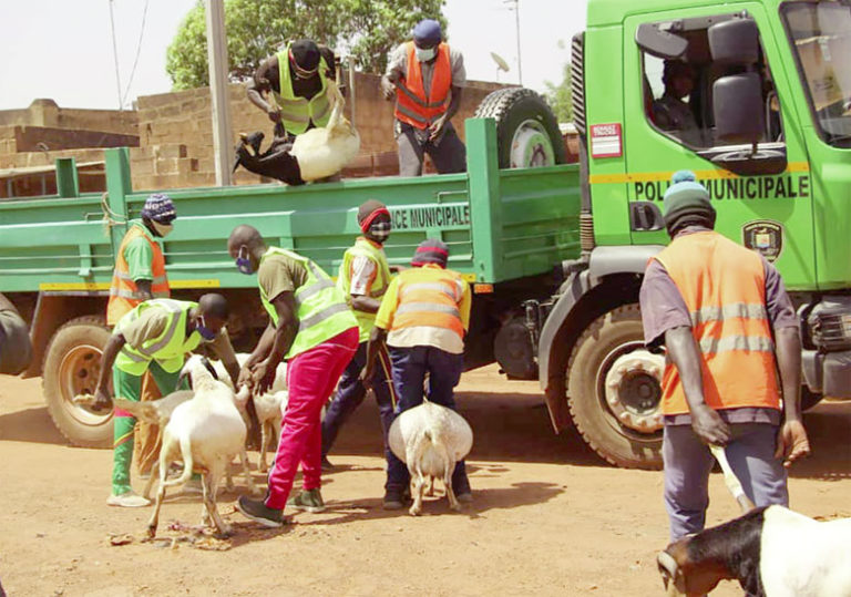 Divagation des animaux à Ouagadougou : La Police municipale « bande les muscles »