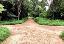 Lutte contre le changement climatique : Bangr-Weogo, un véritable lieu de séquestration de carbone