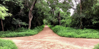 Lutte contre le changement climatique : Bangr-Weogo, un véritable lieu de séquestration de carbone