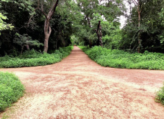 Lutte contre le changement climatique : Bangr-Weogo, un véritable lieu de séquestration de carbone