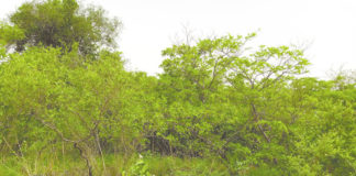 Gestion durable des terres : Une thérapie endogène venue des périmètres bocagers de Guiè