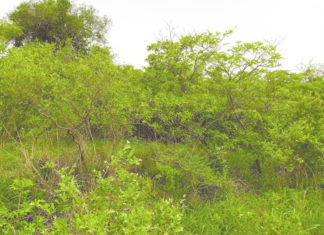 Gestion durable des terres : Une thérapie endogène venue des périmètres bocagers de Guiè