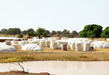Enlèvement tardif du coton des marchés : Le lit des poids manquants