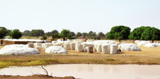 Enlèvement tardif du coton des marchés : Le lit des poids manquants