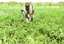 Vallée du Sourou : La résilience des producteurs face à l’insécurité