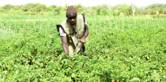 Vallée du Sourou : La résilience des producteurs face à l’insécurité