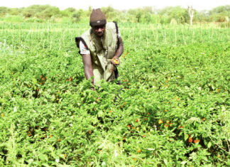 Vallée du Sourou : La résilience des producteurs face à l’insécurité