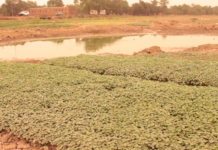 Pratique de la maraîcherculture : Le barrage n°2 de Tanghin s’assèche