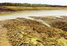 Barrage Oumarou-Kanazoé : Grosse menace de la plante typha