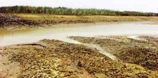Barrage Oumarou-Kanazoé : Grosse menace de la plante typha
