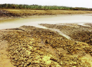 Barrage Oumarou-Kanazoé : Grosse menace de la plante typha