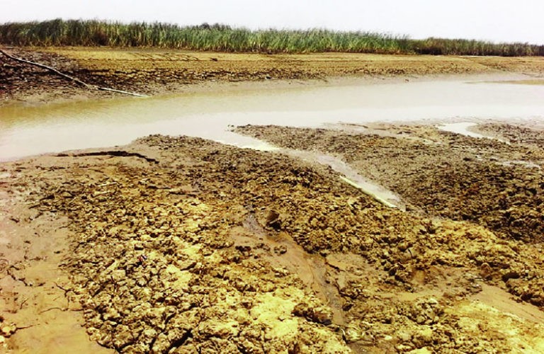 Barrage Oumarou-Kanazoé : Grosse menace de la plante typha