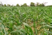 Centre-Est : La chenille légionnaire dans certains champs