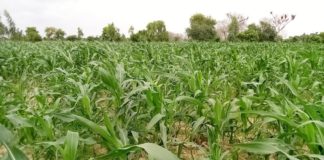 Centre-Est : La chenille légionnaire dans certains champs