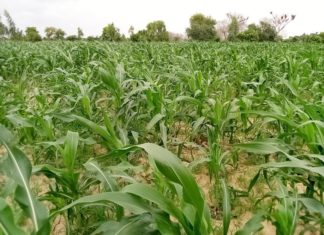 Centre-Est : La chenille légionnaire dans certains champs