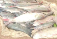 Mort de poissons dans le fleuve Mouhoun : La pollution au cyanure/pesticides n’est pas la cause