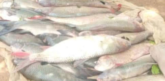 Mort de poissons dans le fleuve Mouhoun : La pollution au cyanure/pesticides n’est pas la cause