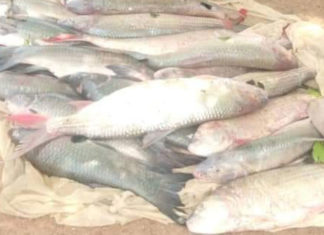 Mort de poissons dans le fleuve Mouhoun : La pollution au cyanure/pesticides n’est pas la cause