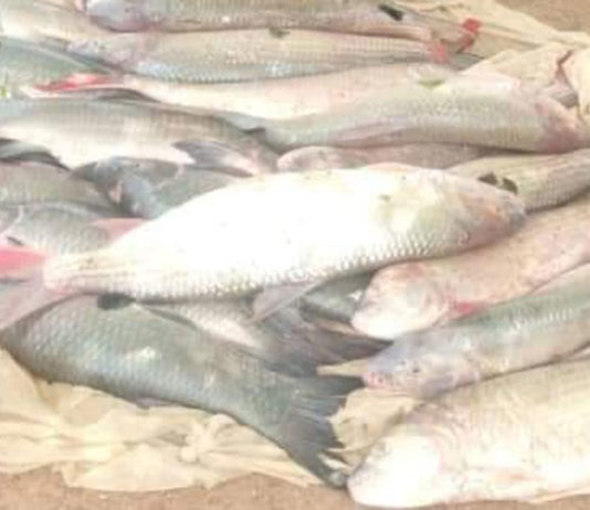 Mort de poissons dans le fleuve Mouhoun : La pollution au cyanure/pesticides n’est pas la cause