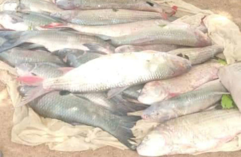 Mort de poissons dans le fleuve Mouhoun : La pollution au cyanure/pesticides  n’est pas la cause