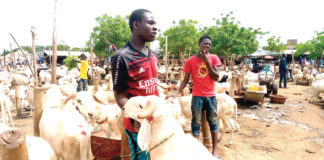 Tabaski 2021: des moutons attendent d’éventuels acheteurs