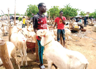 Tabaski 2021: des moutons attendent d’éventuels acheteurs