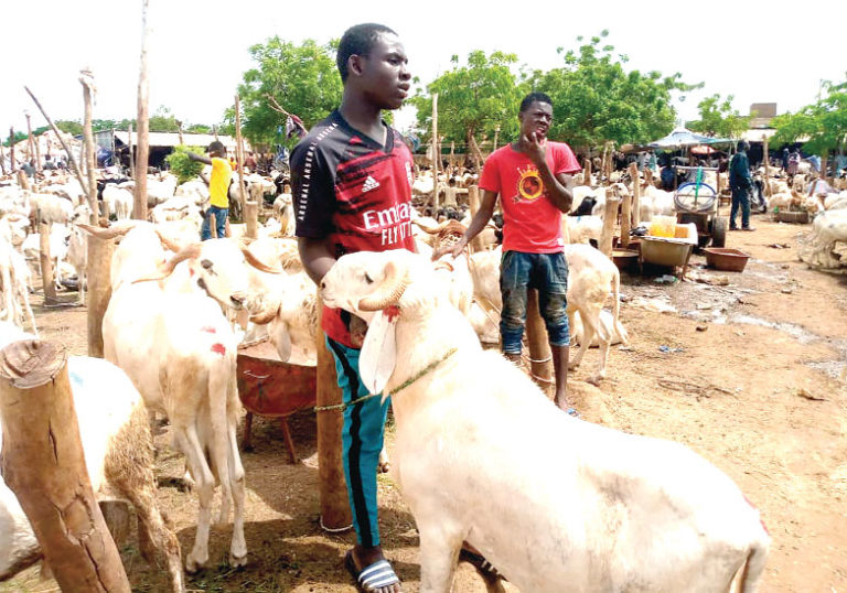 Tabaski 2021: des moutons attendent d’éventuels  acheteurs