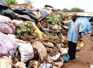Produits forestiers non ligneux : des menaces sur les espèces pourvoyeuses