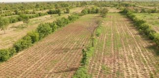 Bocage sahélien : Le ministère de l’agriculture réfléchit à sa vulgarisation