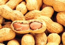 Secteur agricole : Un projet pour booster la production de l’arachide
