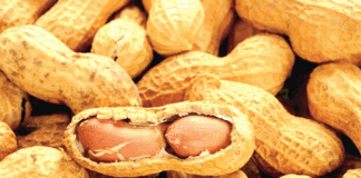 Secteur agricole : Un projet pour booster la production de l’arachide