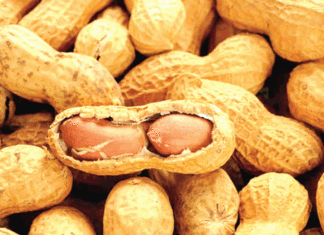 Secteur agricole : Un projet pour booster la production de l’arachide