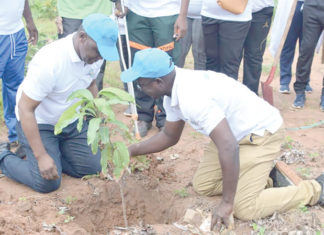 Centrale solaire photovoltaïque de Zagtouli : 553 plants mis en terre