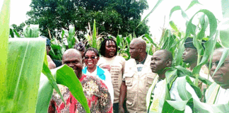 Campagne agricole humide dans les Cascades : Une physionomie jugée satisfaisante