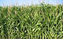 Sahel : le Gouverneur interdit la culture des spéculations de hauteur