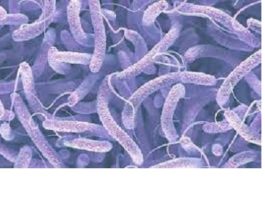 Situation épidémiologique dans la sous région: le ministère de la santé attire l’attention