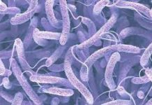 Burkina : un cas de choléra (importe) détecté à Tanwalbougou dans la Région de l’Est