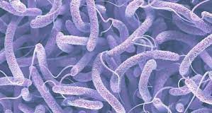 Burkina : un cas de choléra (importe) détecté à Tanwalbougou dans la Région de l’Est