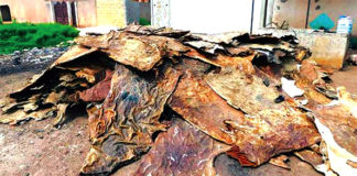 Transformation de la peau de bœufs : une activité lucrative à encadrer