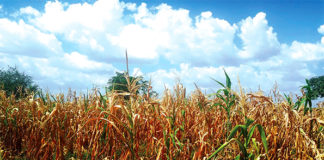 Provinces du Loroum et du Yatenga : des champs asséchés, faute de pluies