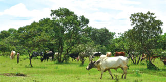 Commerce du bétail : un accord signé pour faciliter le transport