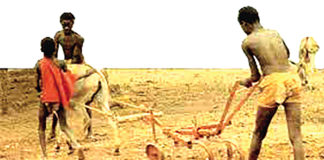 Secteur agricole au Burkina : la « Houe Manga », un outil « miracle »