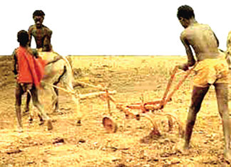 Secteur agricole au Burkina : la « Houe Manga », un outil « miracle »