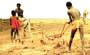 Secteur agricole au Burkina : la « Houe Manga », un outil « miracle »