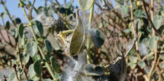 La Pergulaire tomenteuse, un arbrisseau sahélien à potentiel décoratif