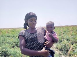 Exploitation des terres aux abords du barrage Oumarou Kanozoé :Les femmes, la main d’œuvre des producteurs