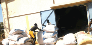 Production agricole dans la Boucle du Mouhoun : Le warrantage pour sortir les agriculteurs de la précarité